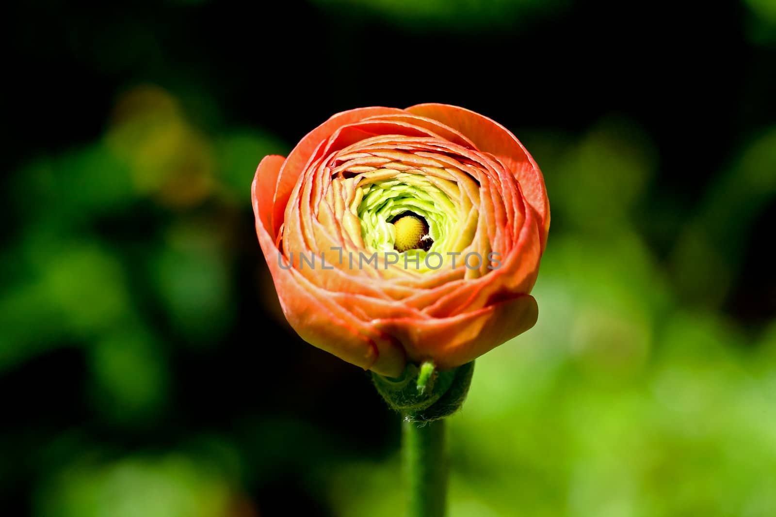 a flower bud over a blur background
