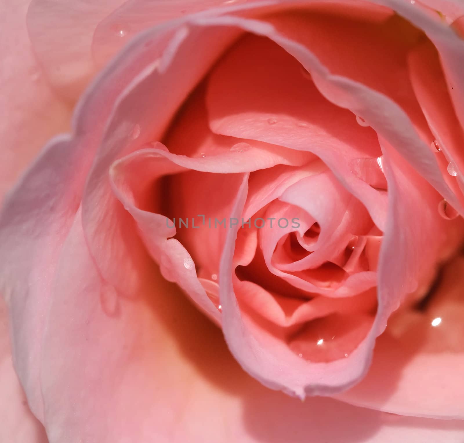 Closeup picture of a pink rose with some water droplets