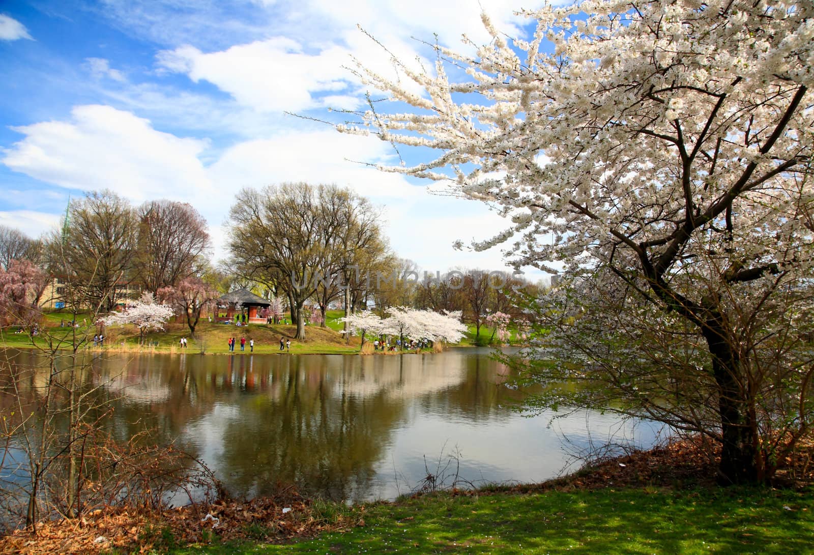 The Cherry Blossom Festival in Branch Brook Park New Jersey
