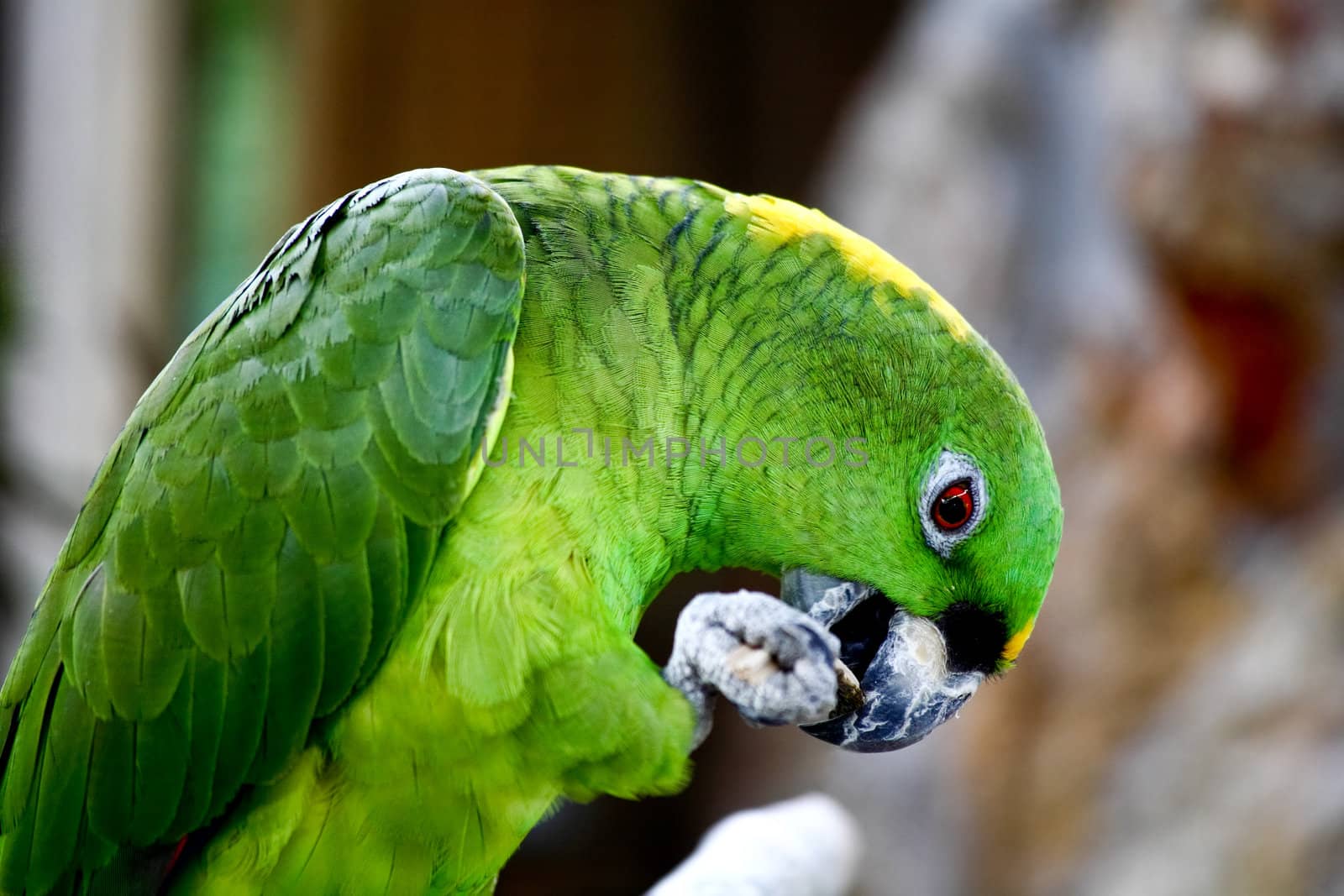 speaking parrot closeup by gary718