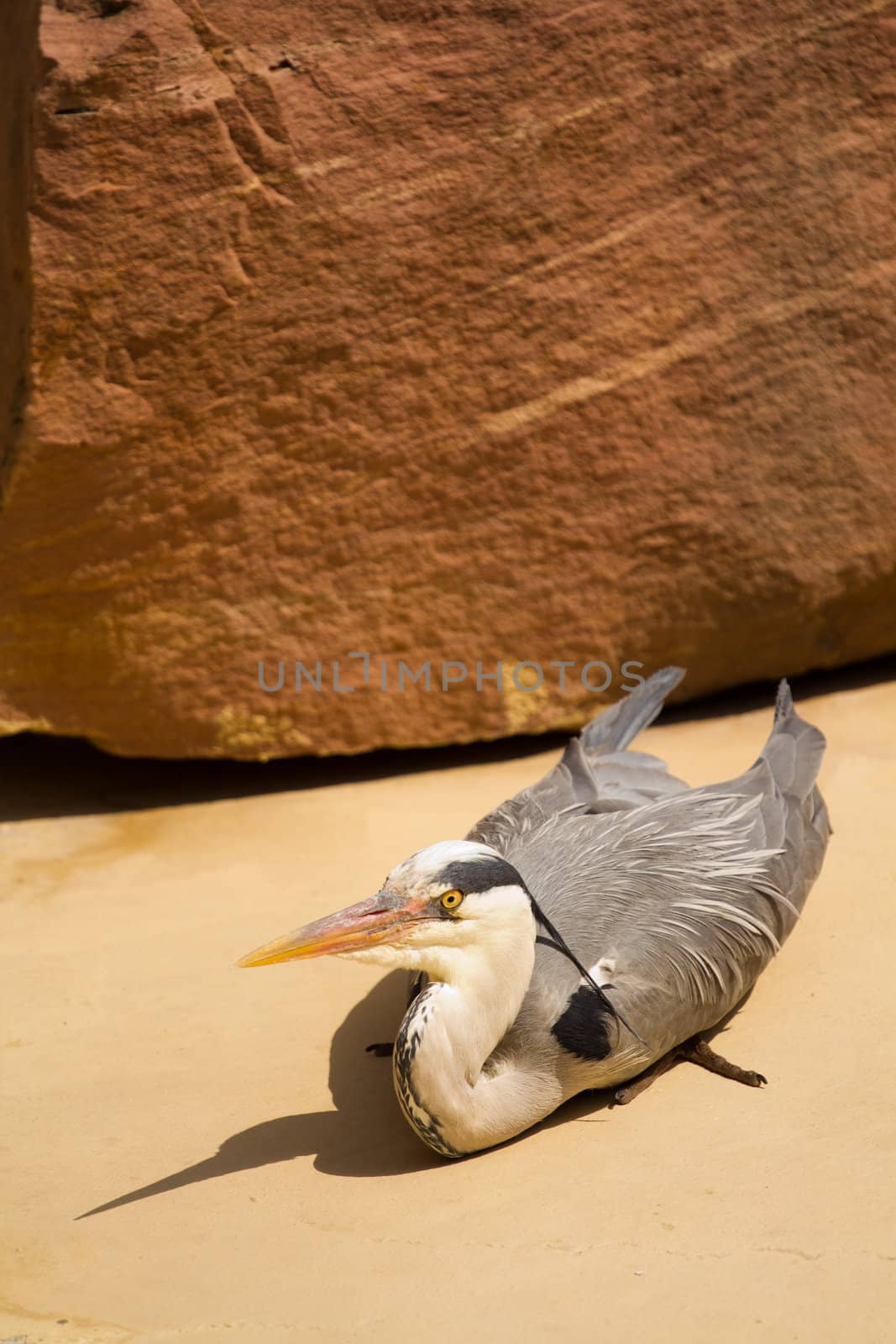 A Heron perched near the water on a warm summer's day 