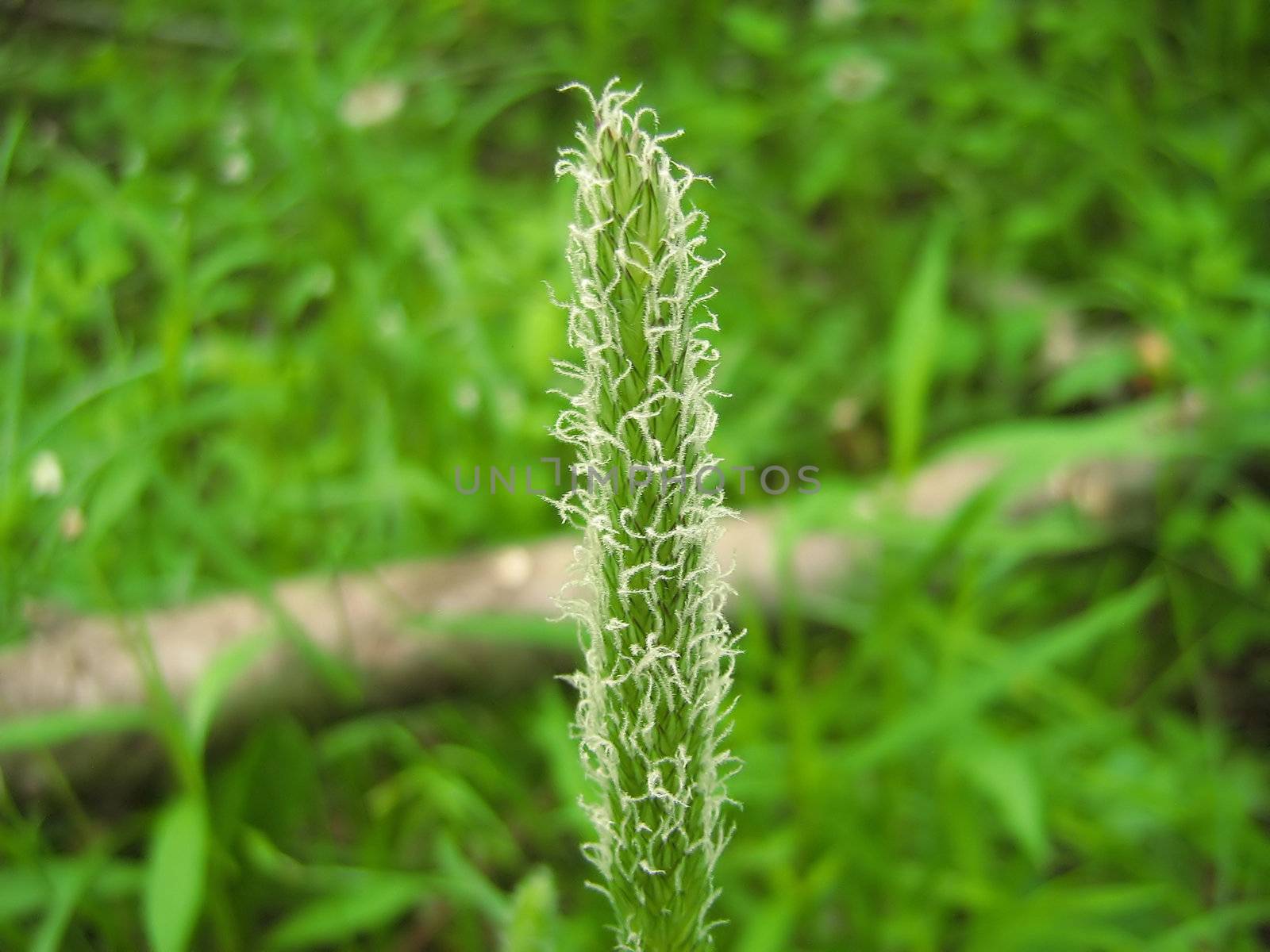 This a photograph of a Meadow Foxtail flower. The Meadow Foxtail is a perennial plant of the grass family Poaceae. Native to Europe and Asia, it was introduced into the United States and southern Canada as a pasture grass for cattle. Habitats include fields, roadsides, and the margins of seasonal wetlands where there is little flooding. 