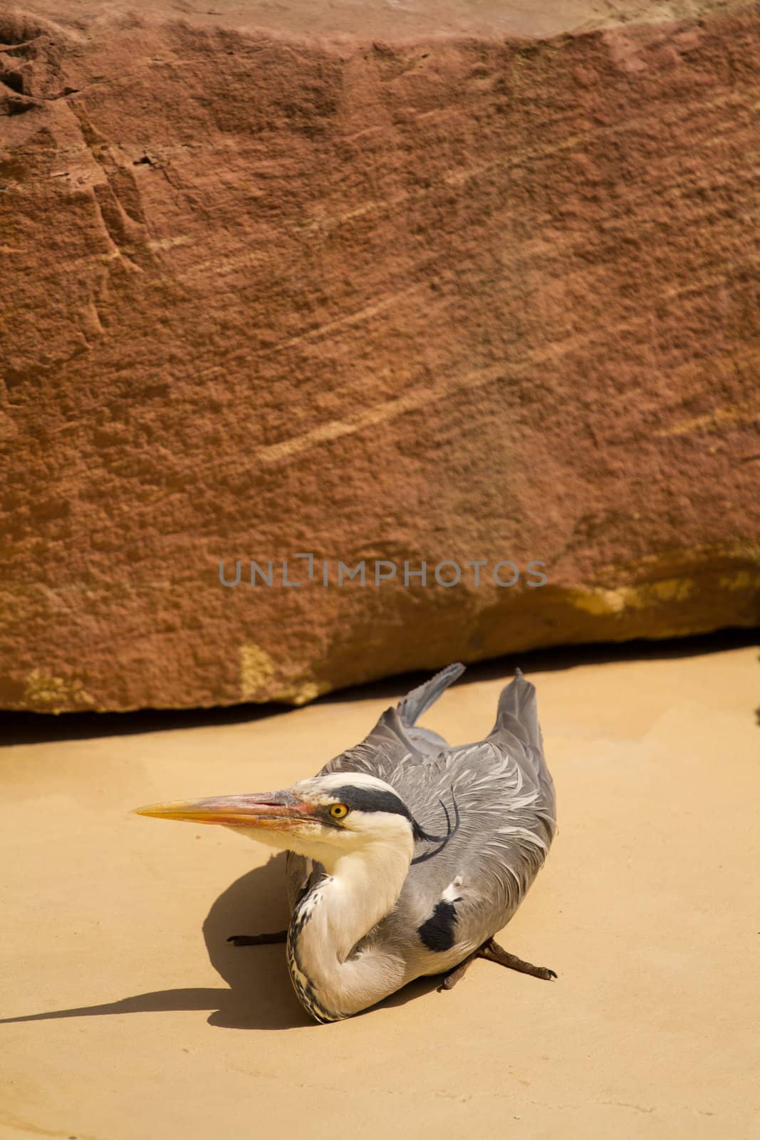 A Heron perched near the water on a warm summer's day 