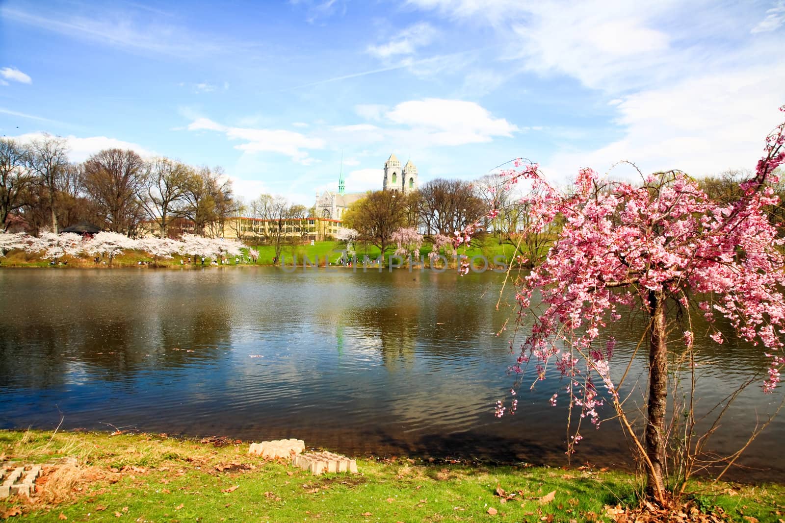 The Cherry Blossom Festival in New Jersey by gary718