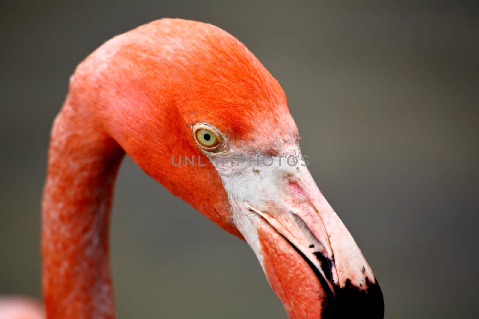 red flamingo in a park in Florida by gary718