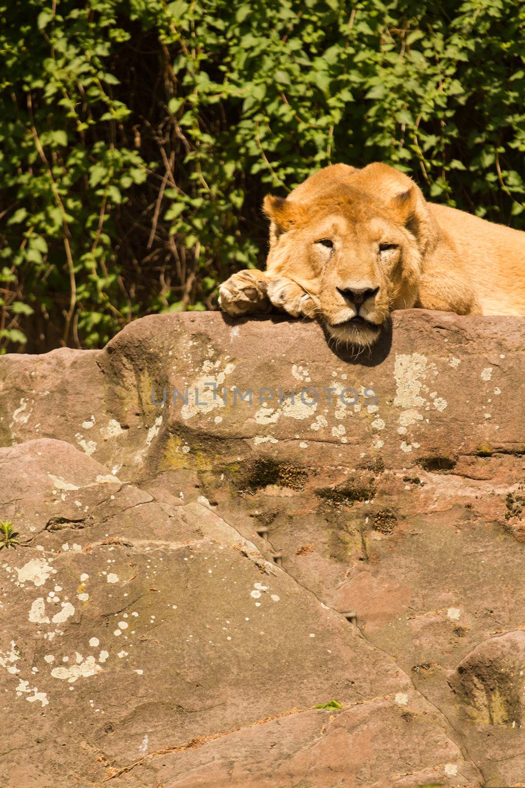 A Lioness lays atop stone, resting from the summer's heat