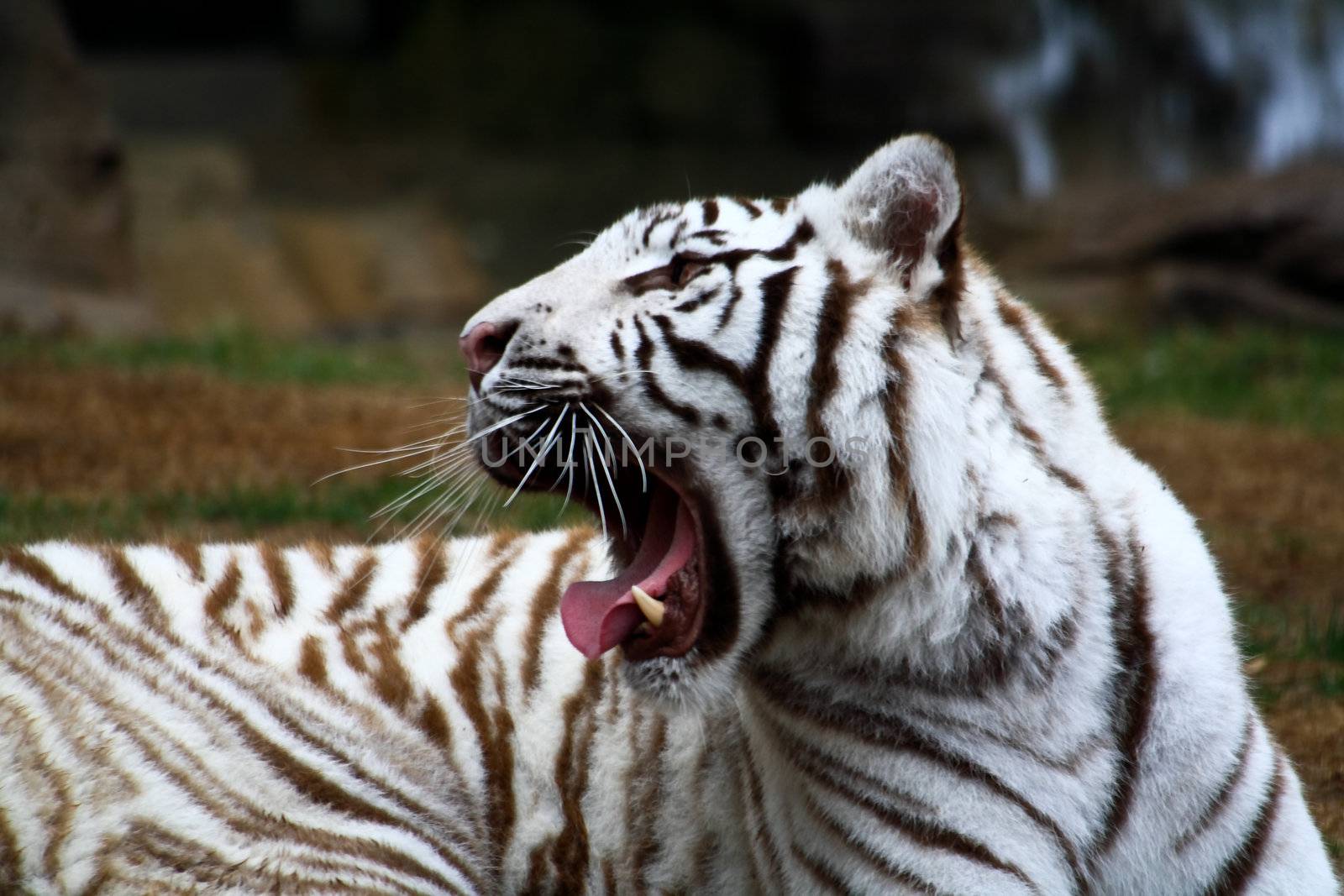 White tiger closeup by gary718
