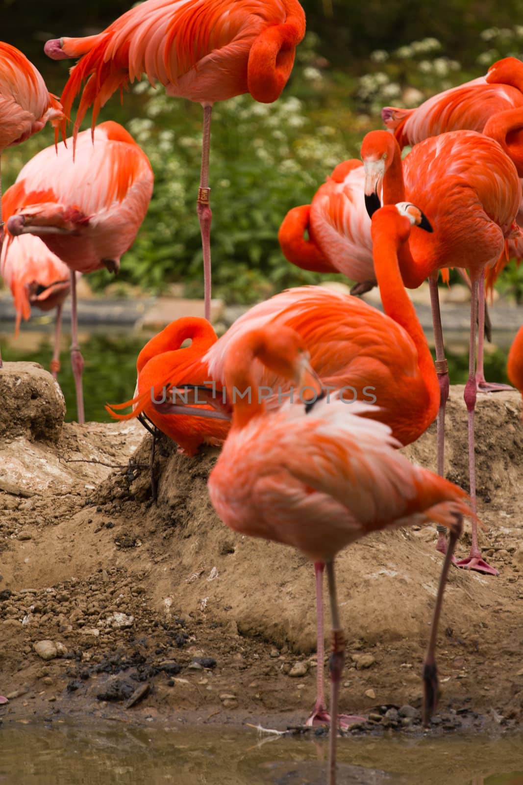 Flamingos at a watering hole in Europe in Summer