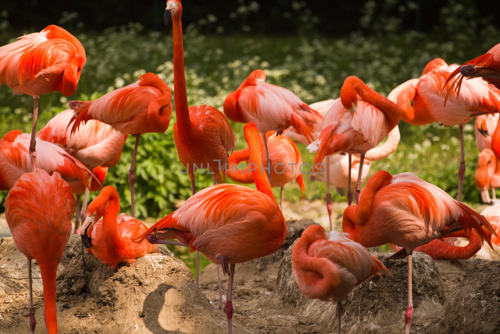 Flamingos at a watering hole in Europe in Summer