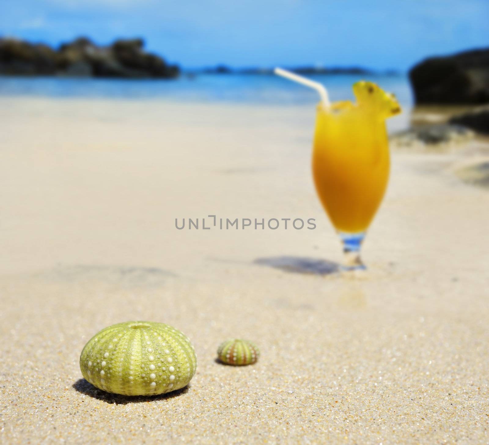 Sea urchin shells on the beach with a fresh fruit cocktail in the background