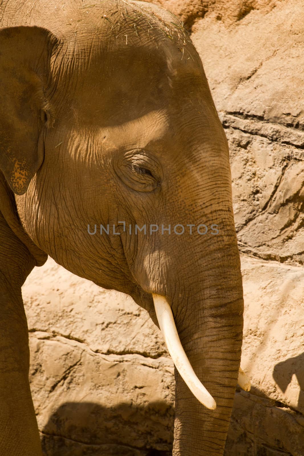 Elephants pause to rest from walking in the heat of the sun
