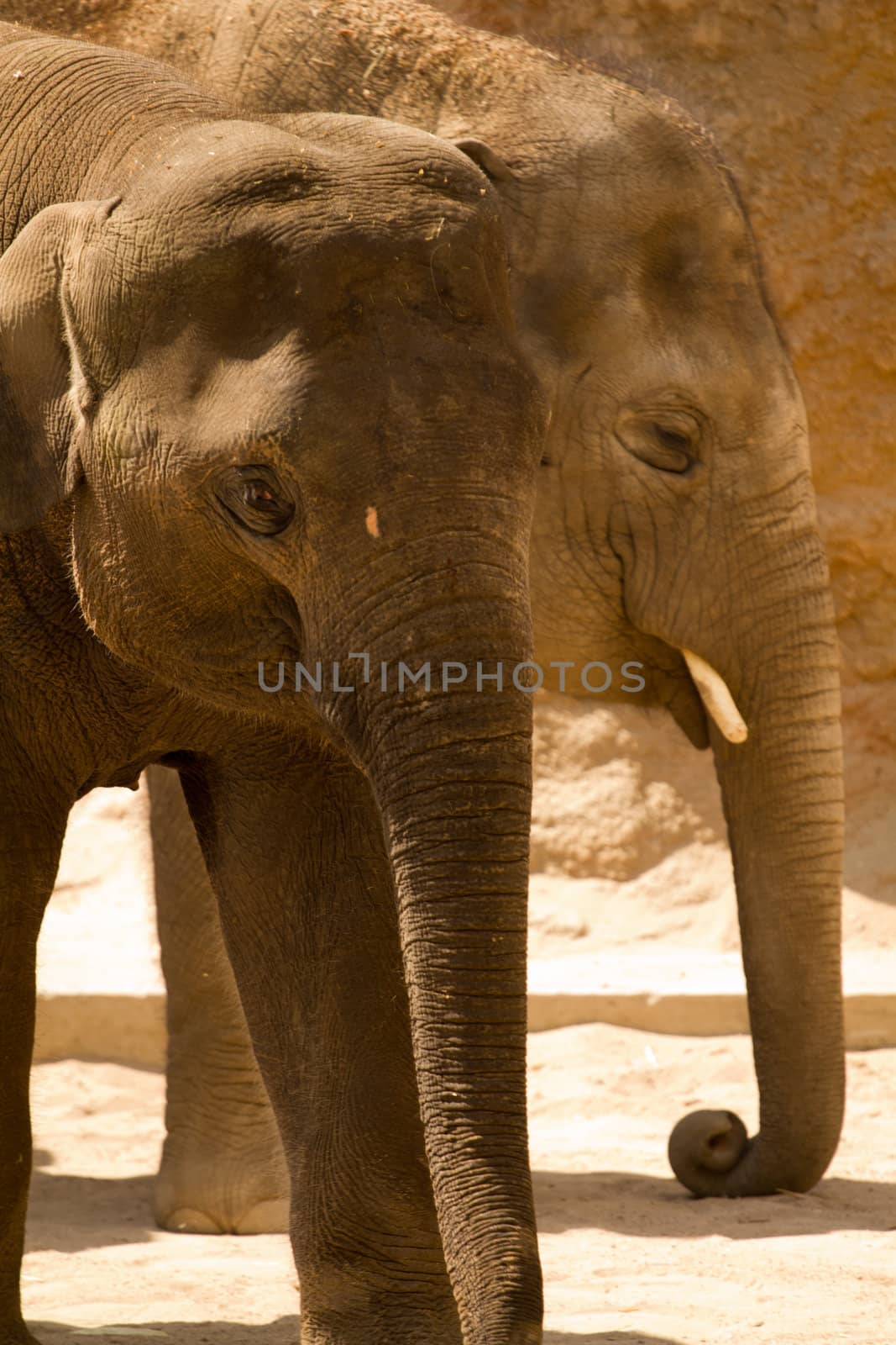 Elephants pause to rest from walking in the heat of the sun