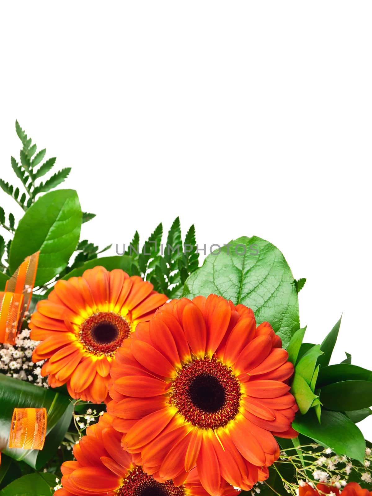 bouquet of gerberas with green leaves over white background, copyspace 