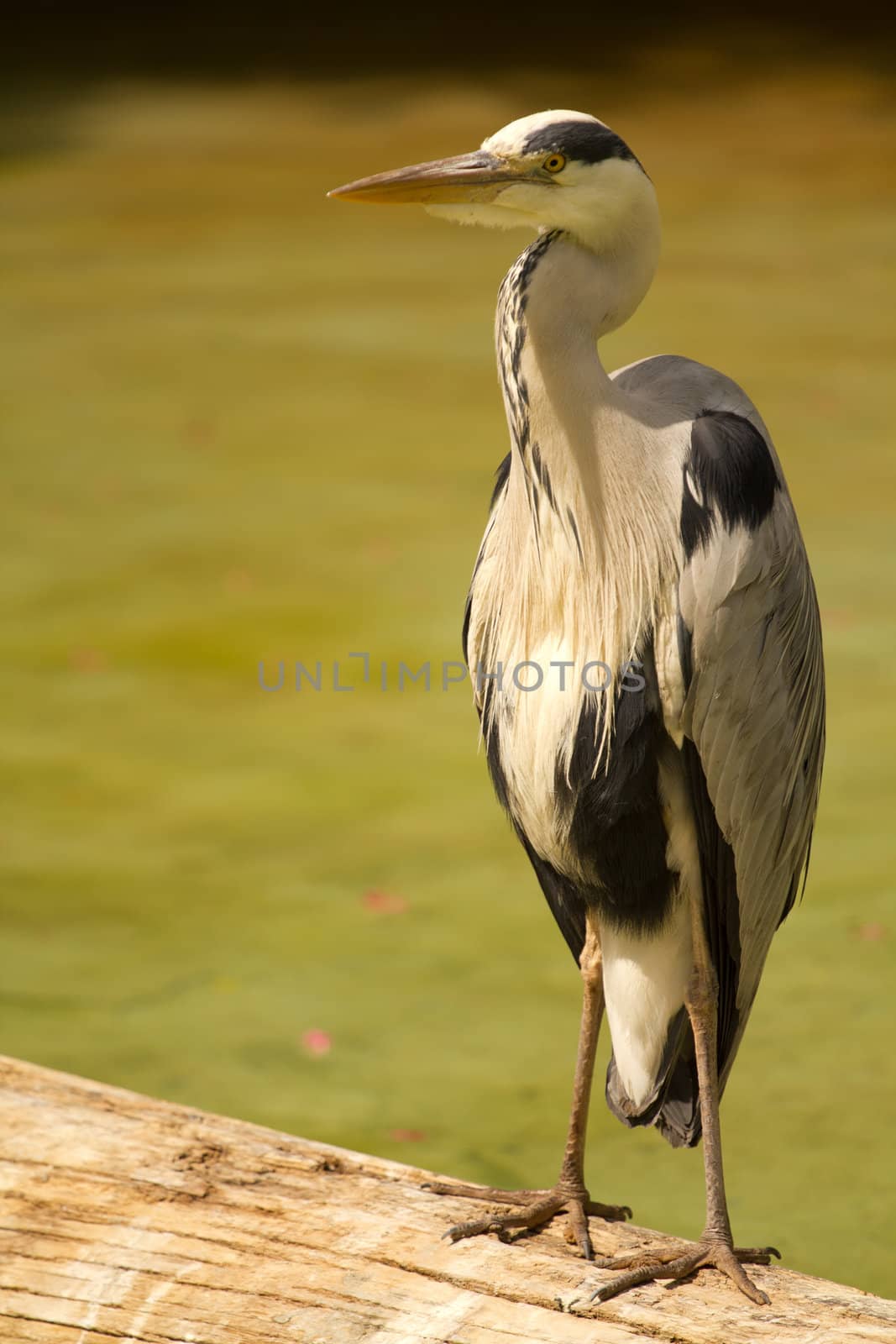 A Heron perched near the water on a warm summer's day 