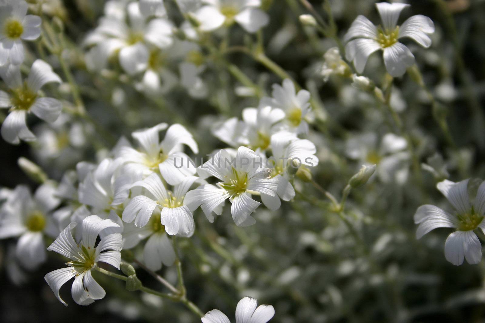 A close up of Snow-in-summer 