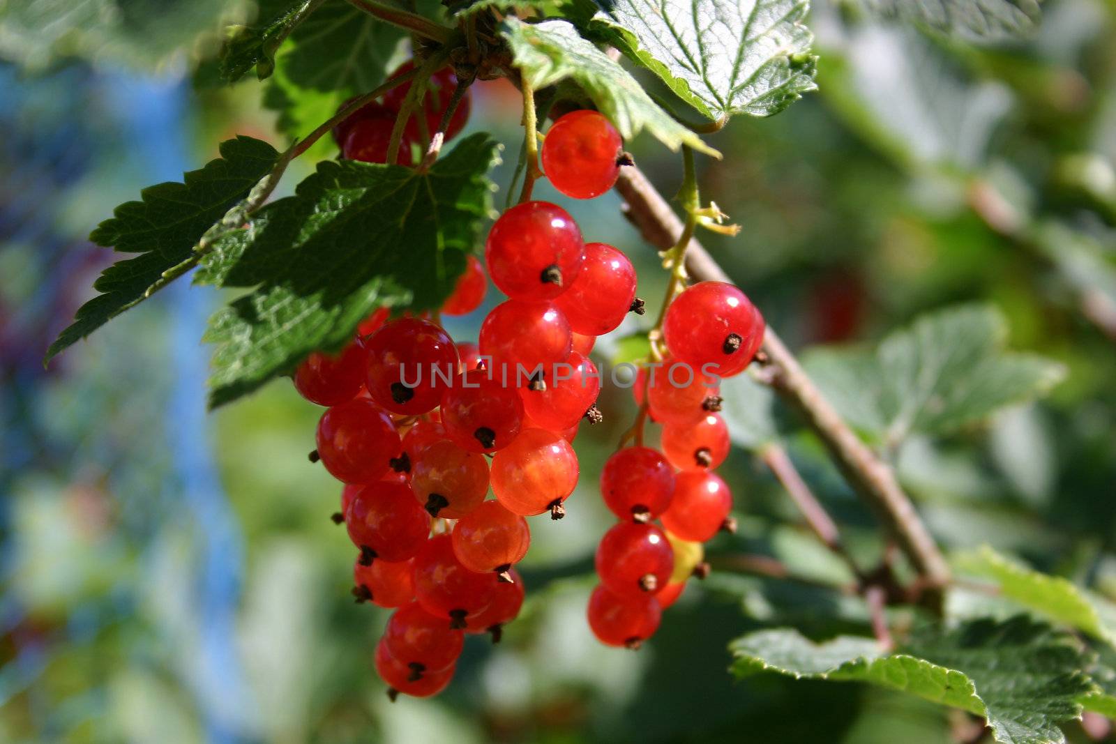 Cluster of redcurrants hanging from a bush