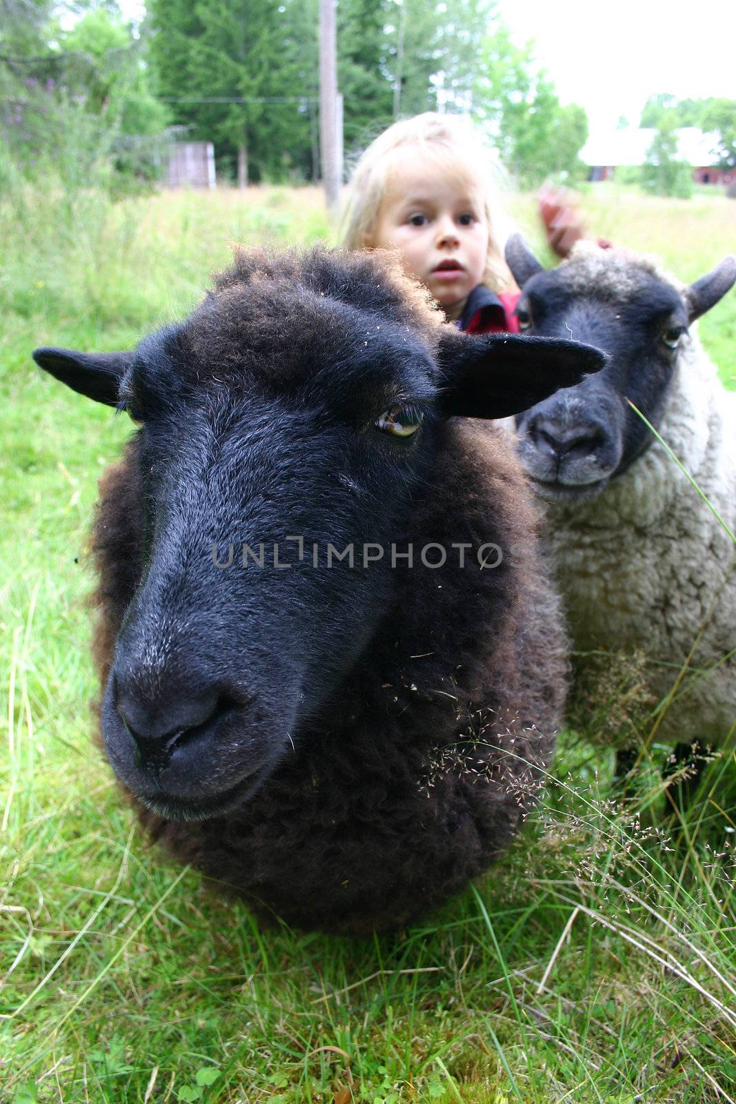 Two sheep on a cold summer day in Sweden, standing in a meadow with a small four year old girl