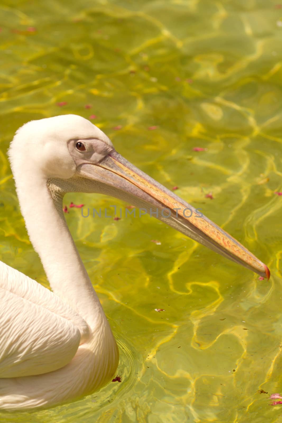 Pelicans swimming on the lake water in the glorious summer sun
