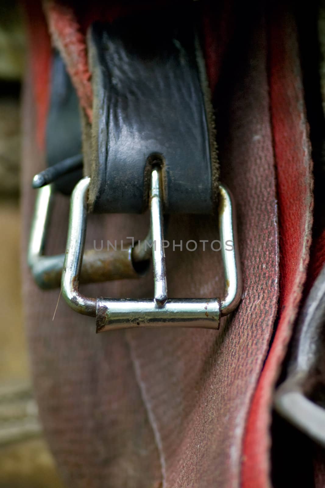 fastener of saddle. Part of horse Harness