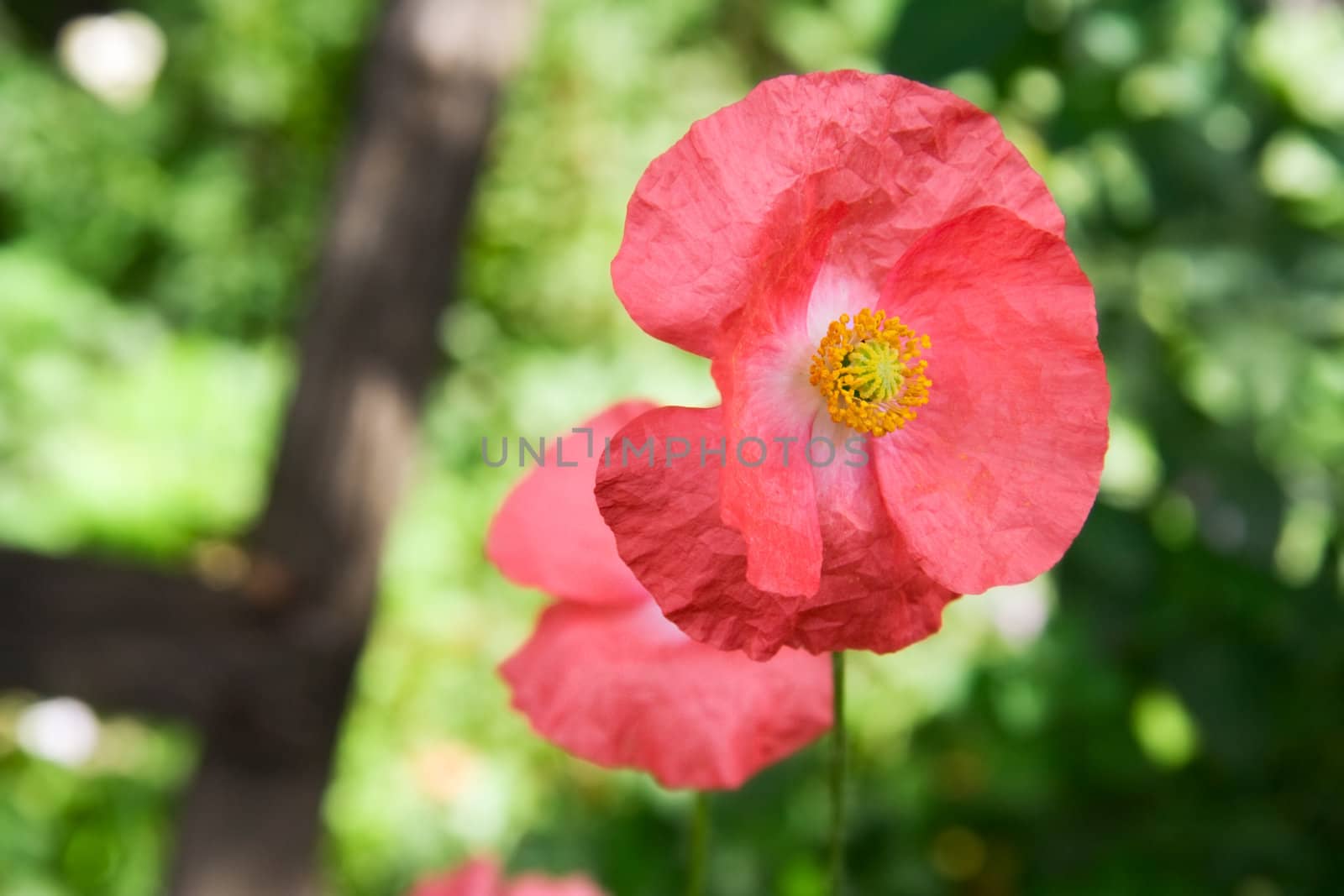 Beautiful pink poppy on the summer garden