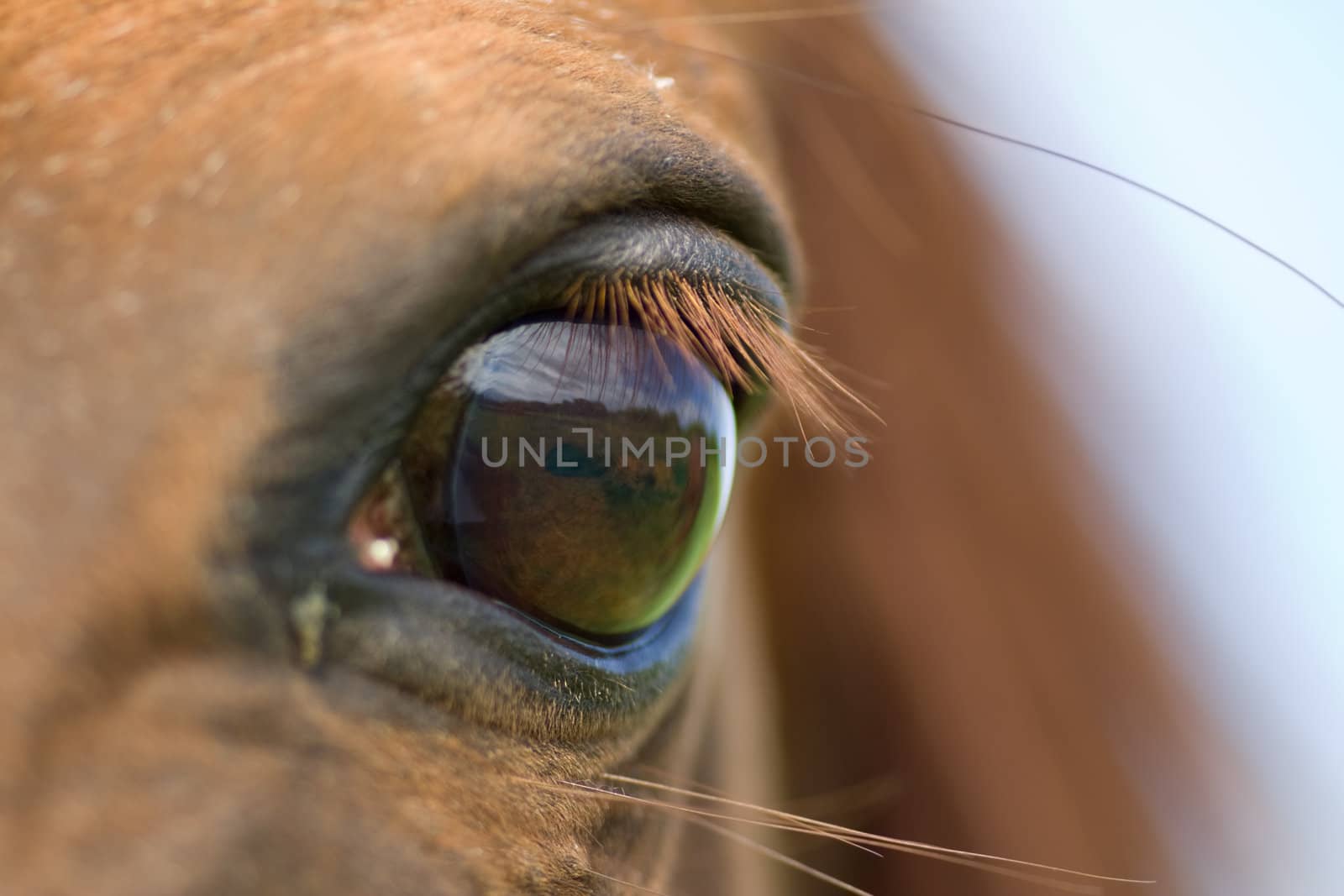 close-up of an horse eye. Green grass  can be seen on eye