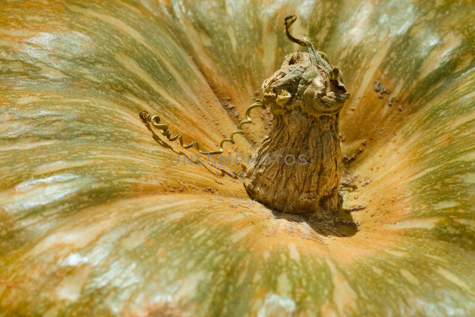  orange freshness pumpkin 