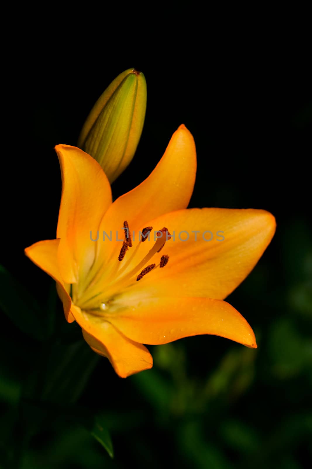 orange lily against dark background in the garden