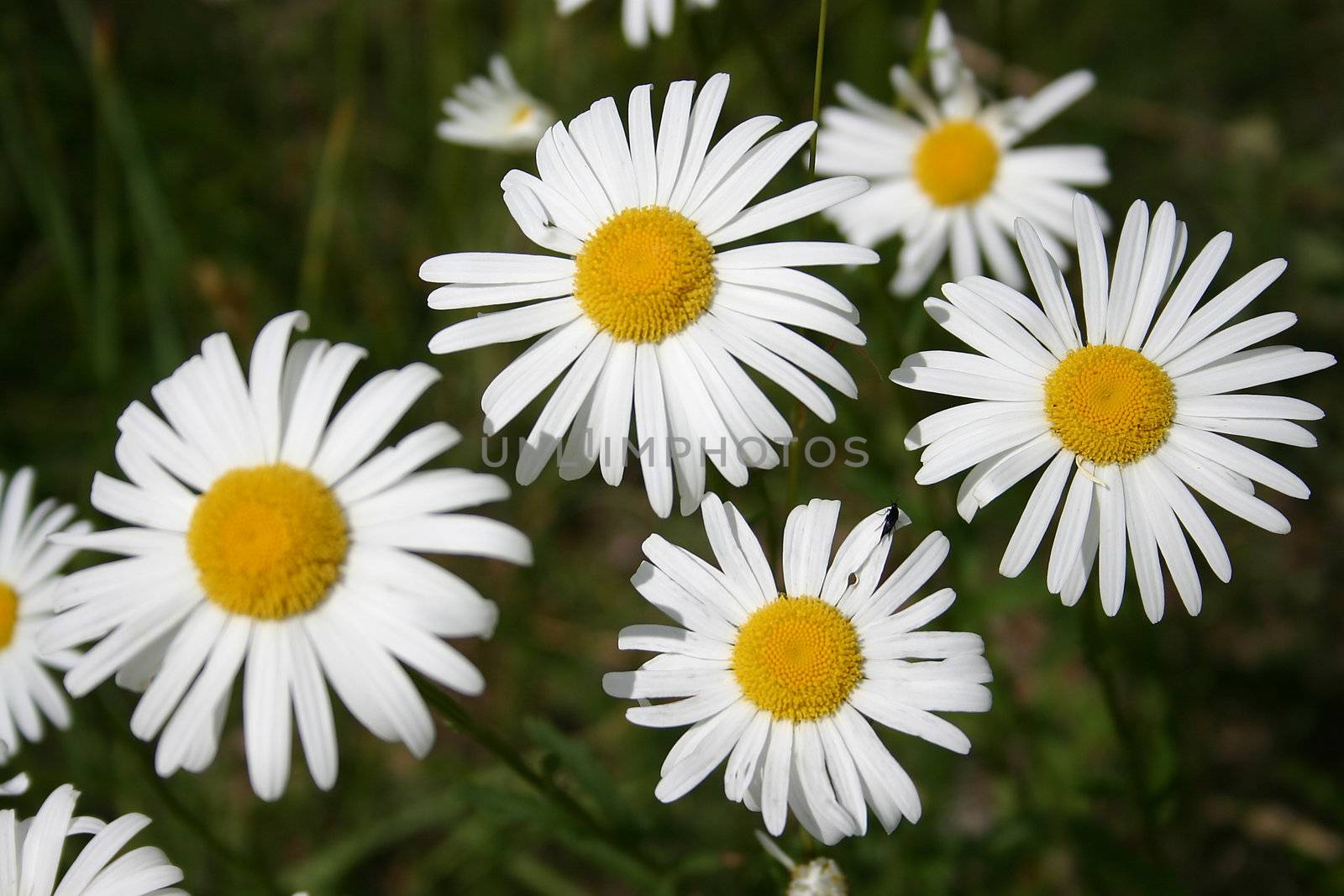 Marguerite flowers by annems