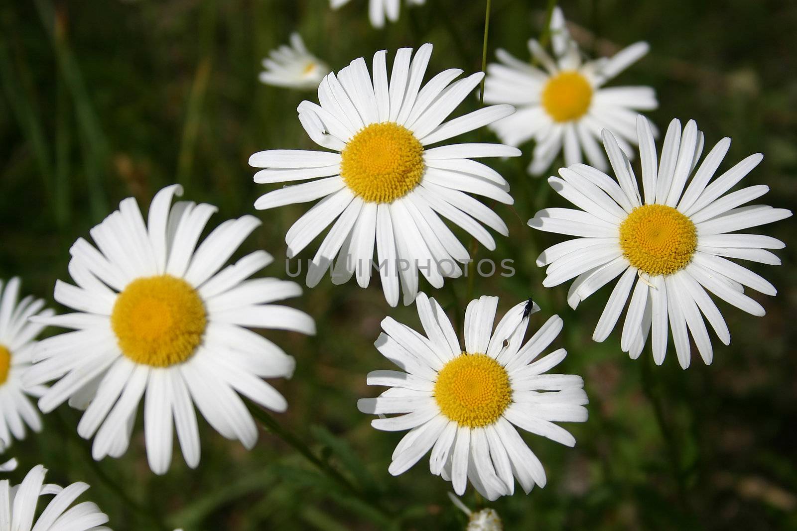 Marguerite flowers on green background