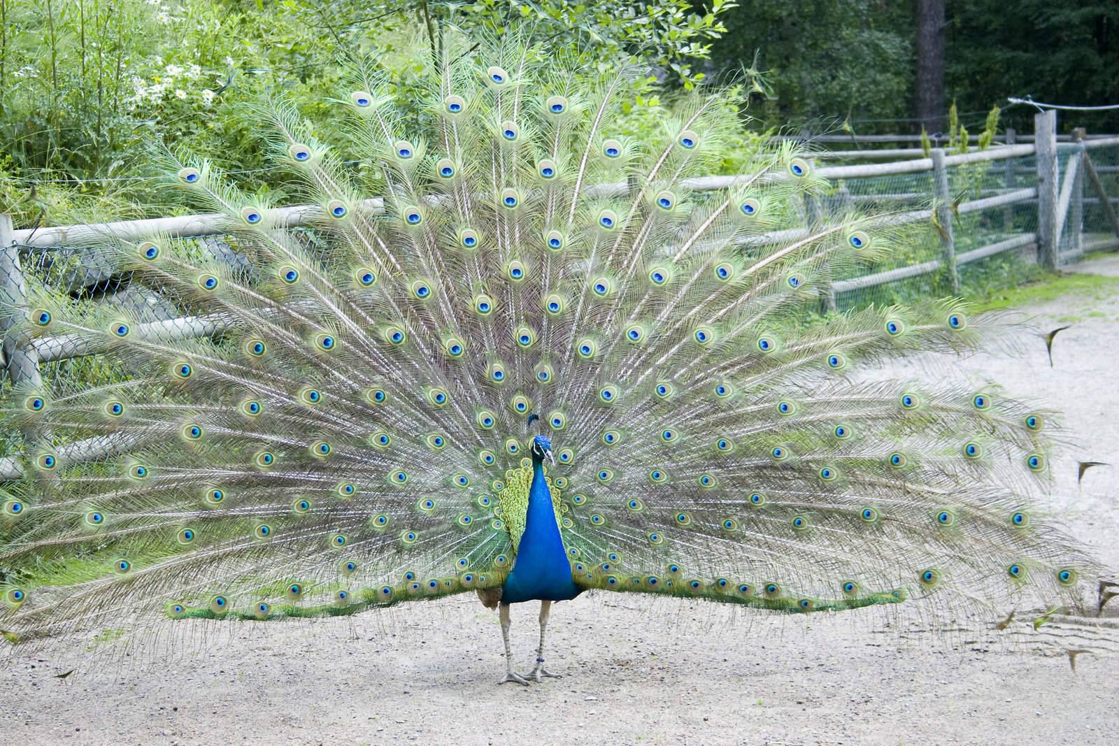 Male peacock spreading out its feathers