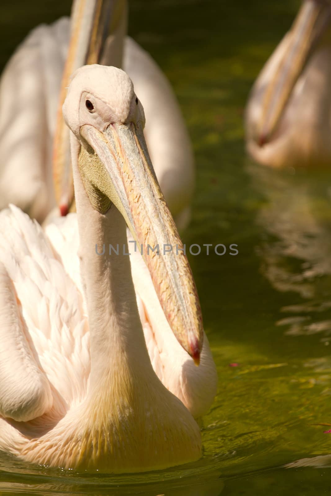 Pelicans swimming on the lake water in the glorious summer sun