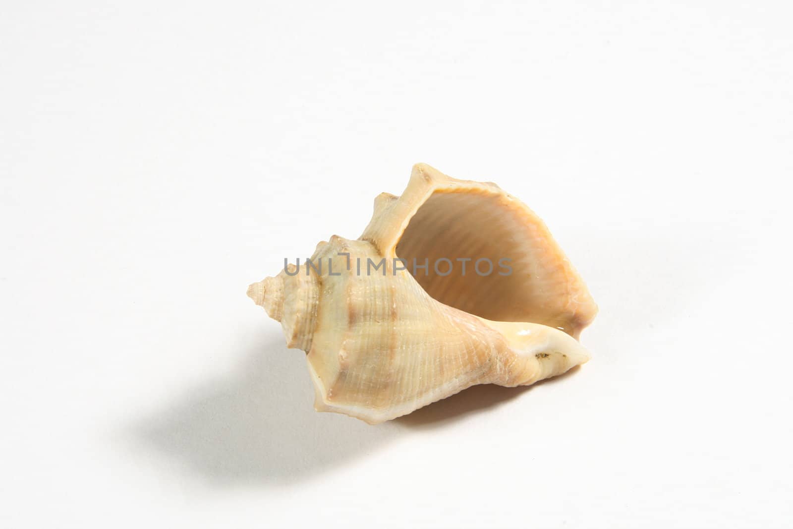 rapa shell on white background
