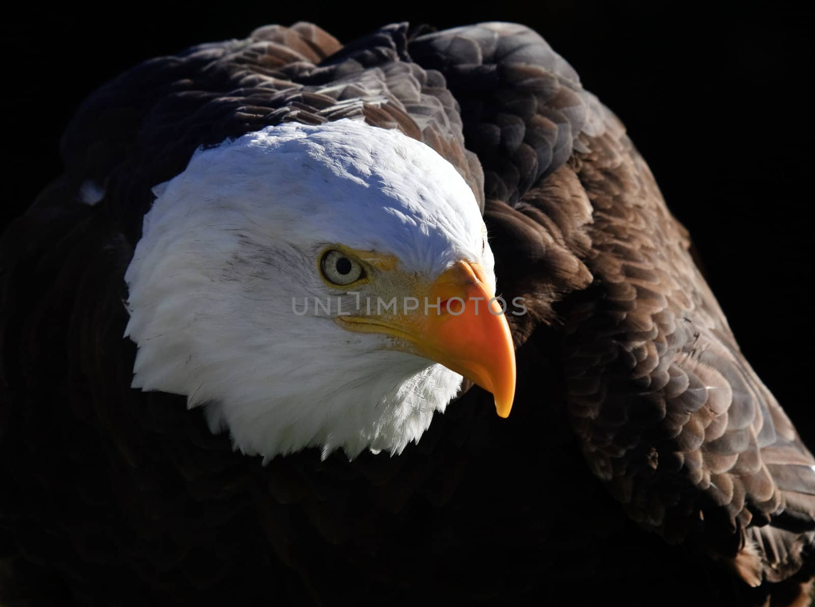 Bald Eagle by nialat