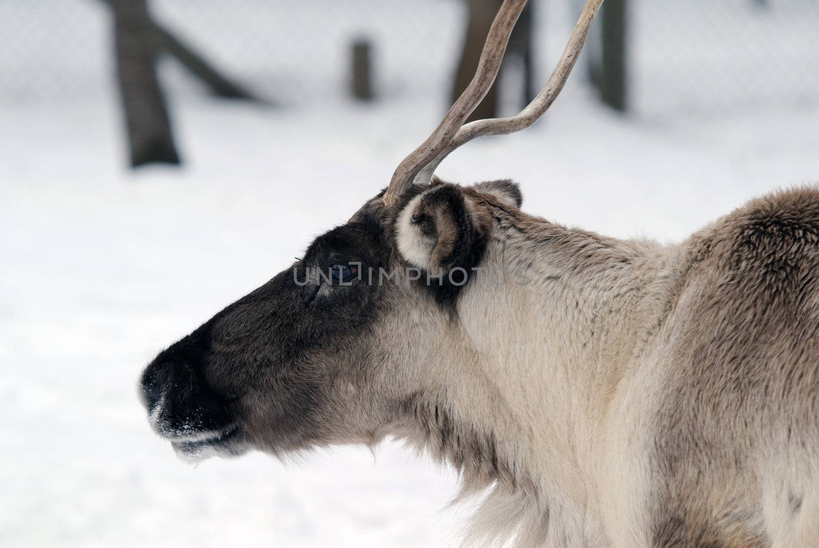 Reindeer by nialat