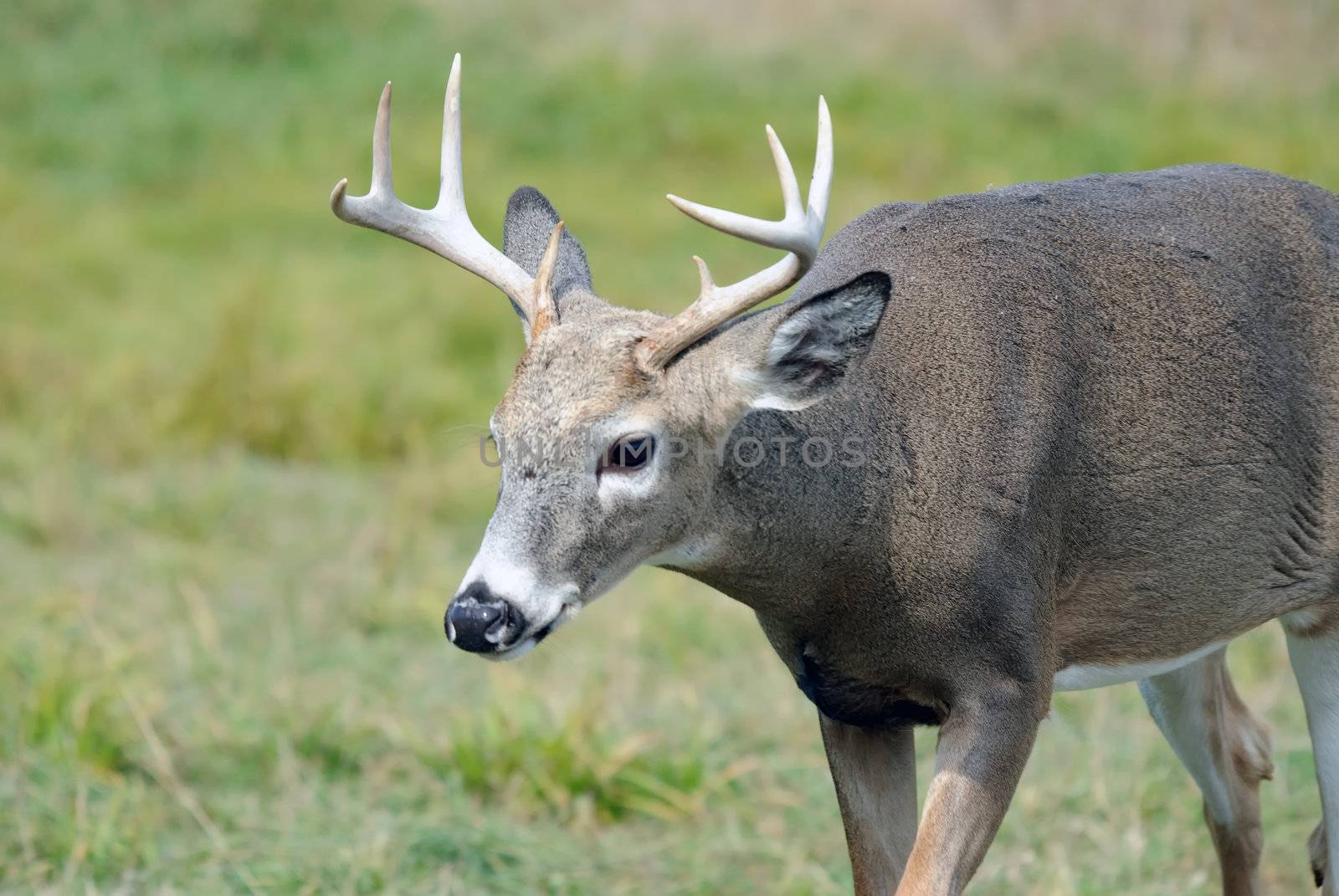Whitetail deer by nialat