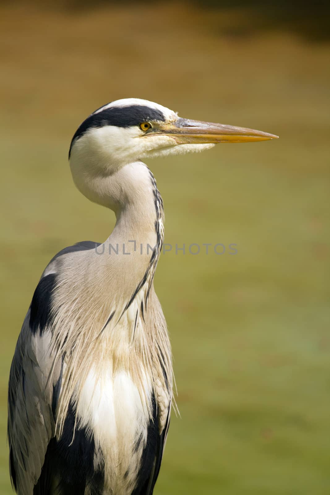 A Heron perched near the water on a warm summer's day 