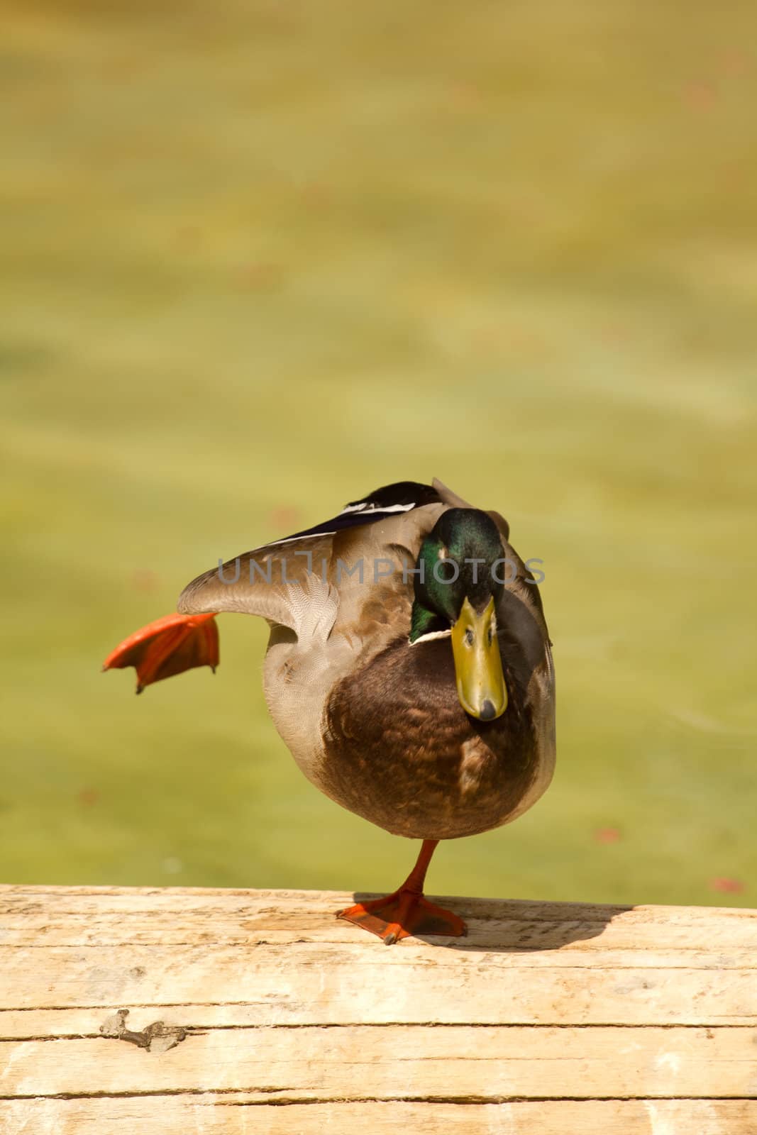 A Duck near the water of a lake in Europe