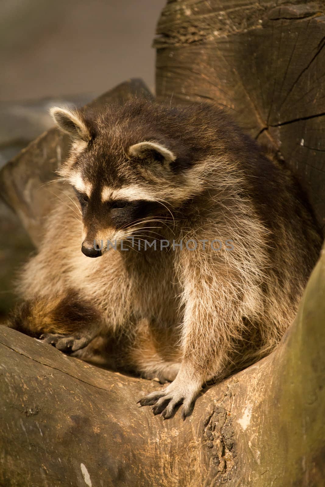 A Raccoon emerging from its fallen tree trunk