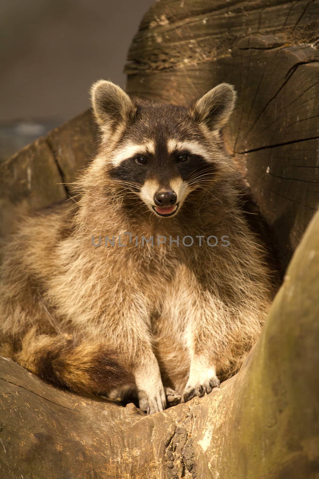 A Raccoon emerging from its fallen tree trunk