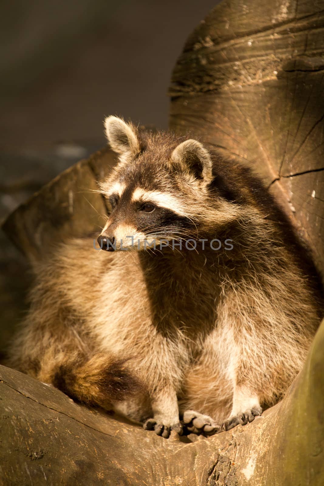 A Raccoon emerging from its fallen tree trunk