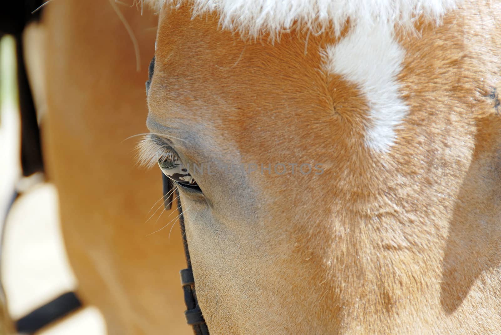 brown horse eye with eyelashes side view closeup