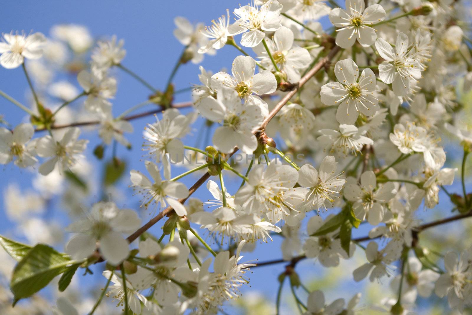 Spring cherry flowers on the branch. Blue sky background