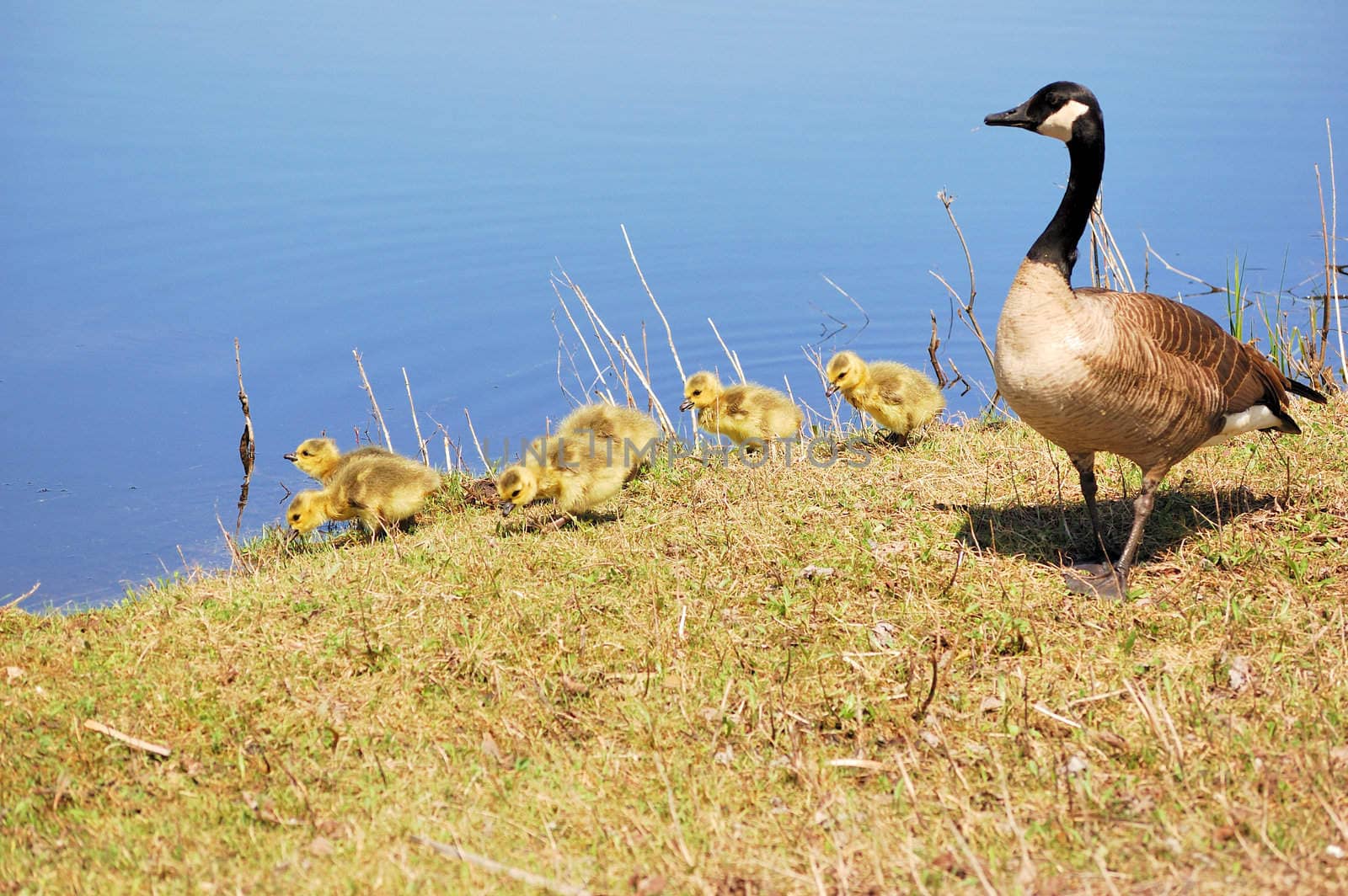 Canada goose goslings sitting in the grass with mother at lakeside.