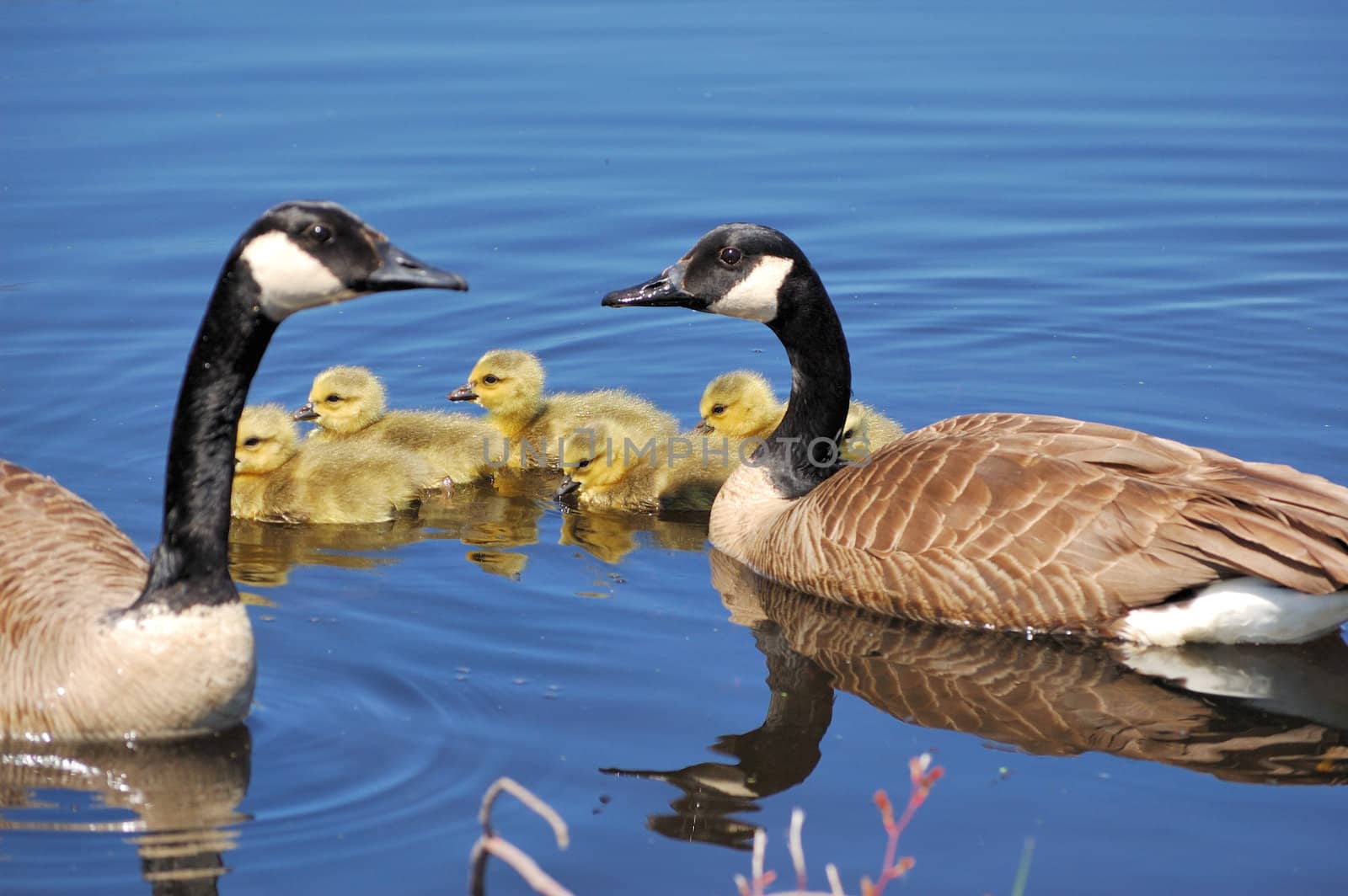 Canada goose goslings swimming in a pond.
