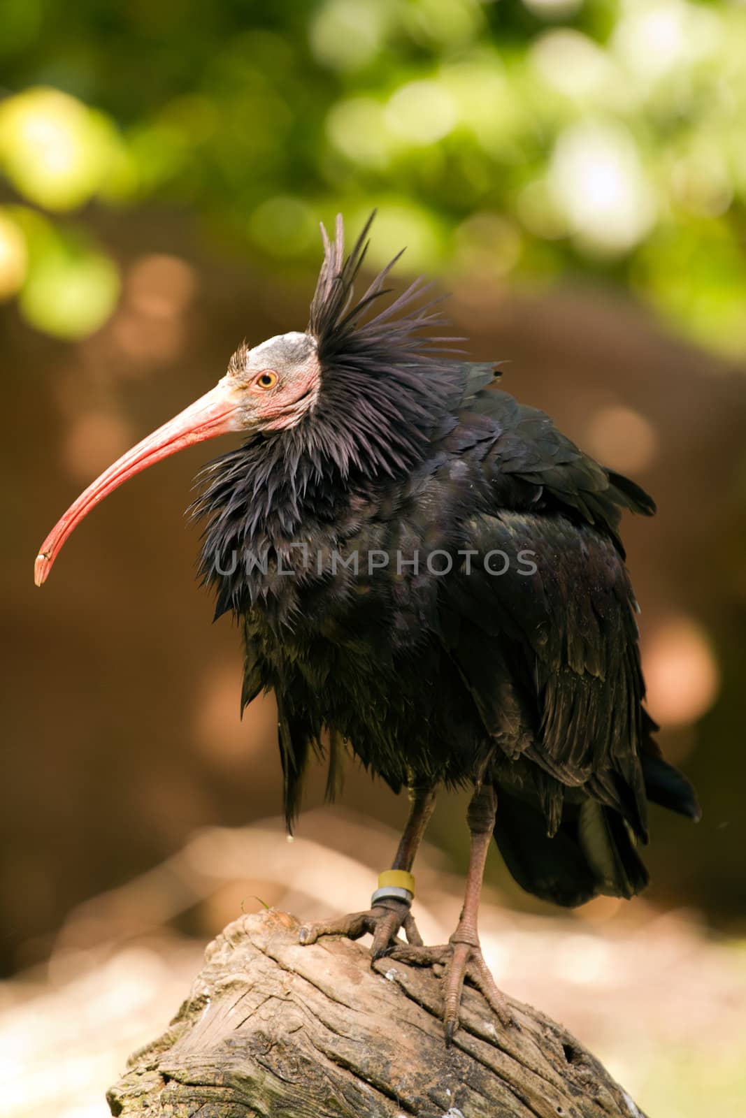 An exotic bird near the water's edge on a warm summer's day