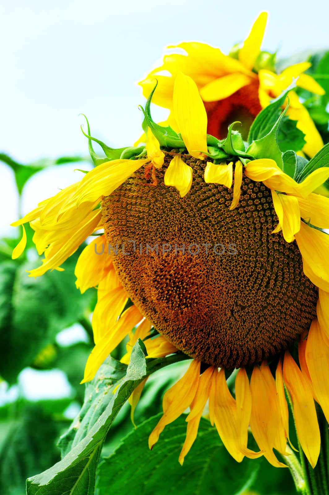 amazing sunflower plant. Close-up flower of sunflower.