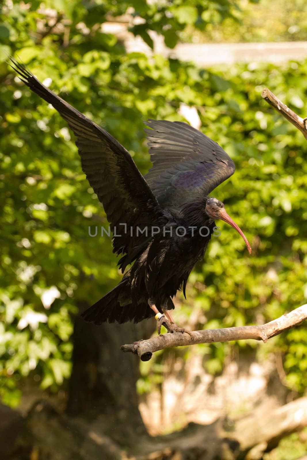 An exotic bird near the water's edge on a warm summer's day