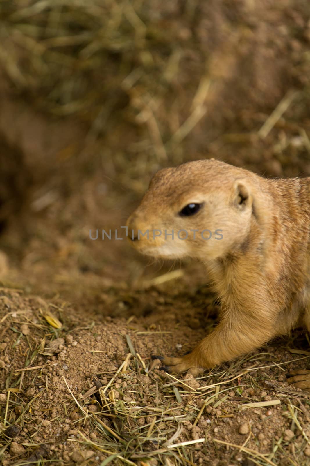 A squirrel emerges from its underground den in summer