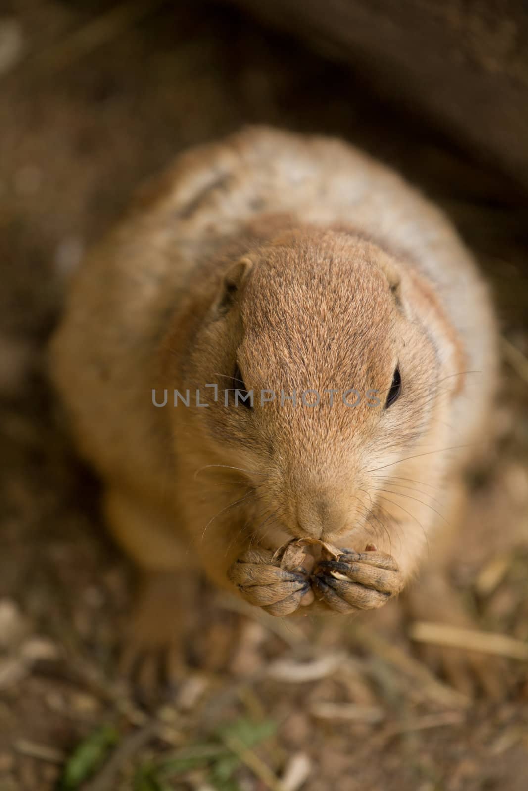 A squirrel emerges from its underground den in summer