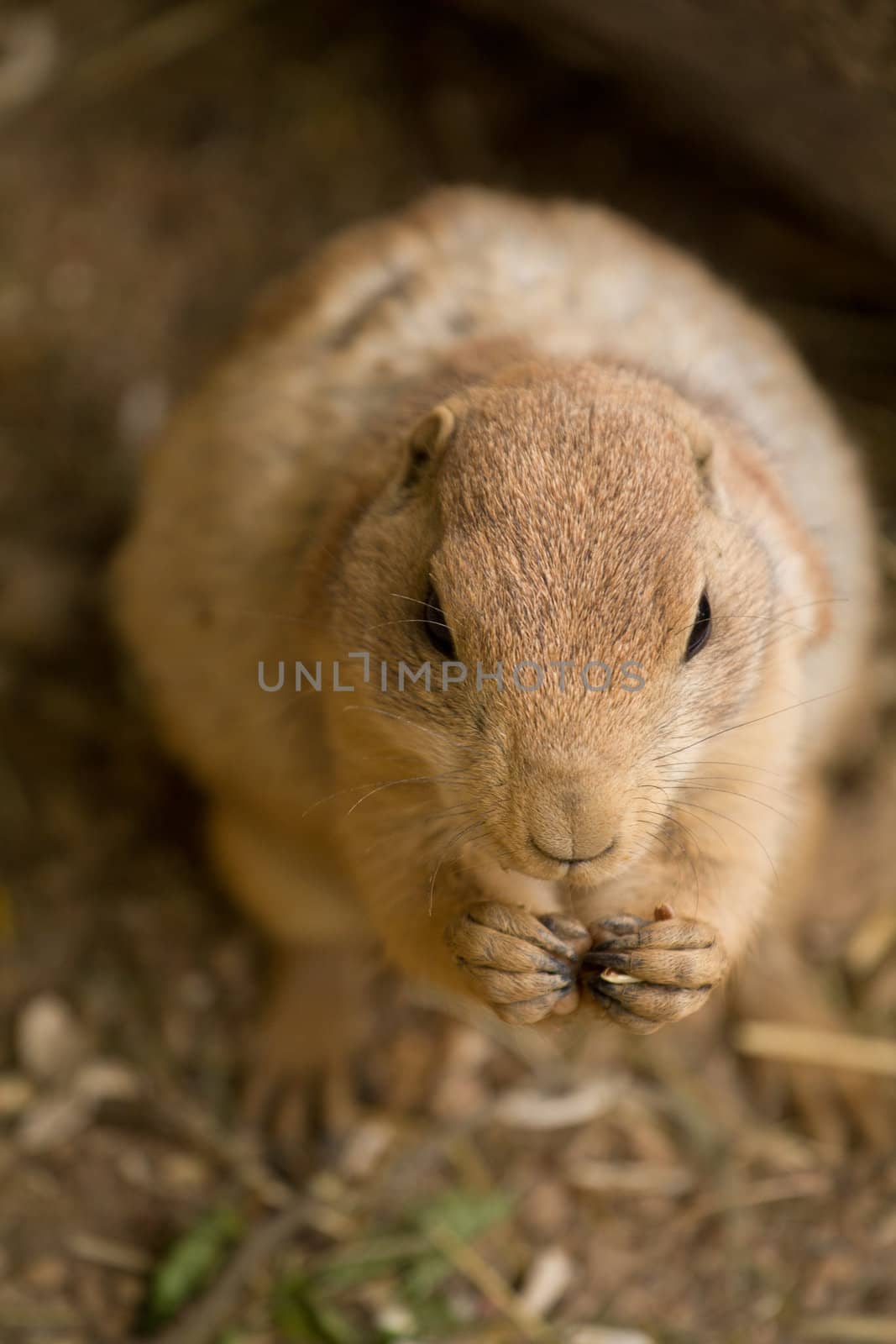 A squirrel emerges from its underground den in summer